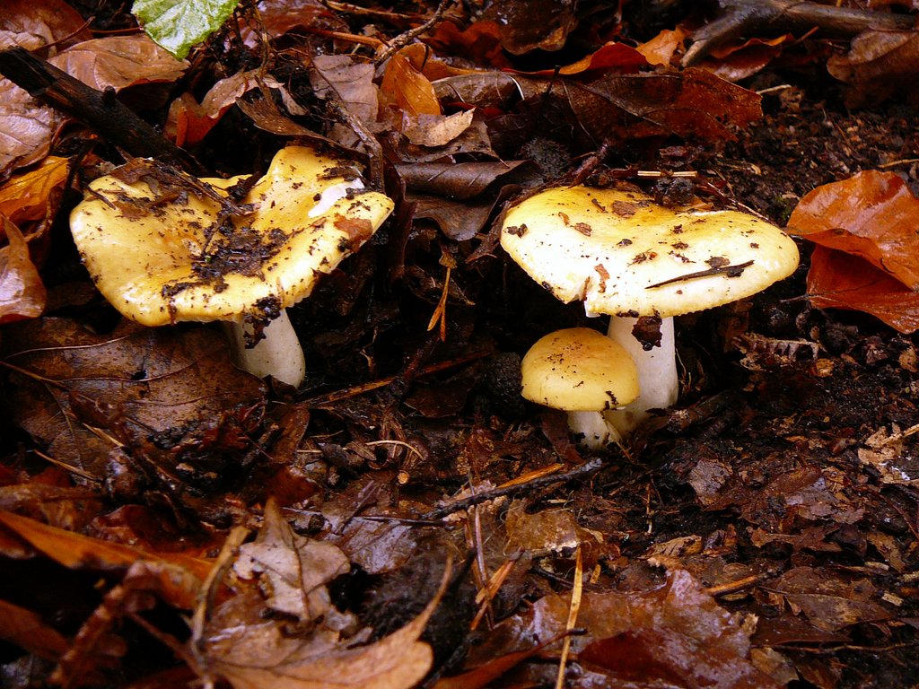 Russula Ochroleuca